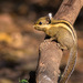 Himalayan Striped Squirrel - Photo (c) Ben, all rights reserved, uploaded by Ben
