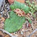 Bokkeveld Hedgehog Lily - Photo (c) Danielle Harcourt, all rights reserved, uploaded by Danielle Harcourt