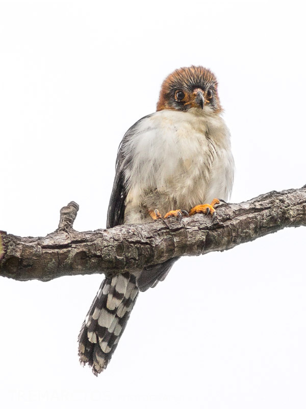 White-rumped Falcon (Neohierax insignis) photo