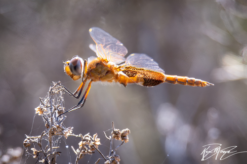 iNaturalist observation photo of Red Saddlebags