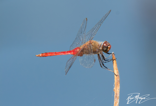 iNaturalist observation photo of Red-tailed Pennant