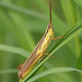Coastal Toothpick Grasshopper - Photo (c) Steve Collins, all rights reserved, uploaded by Steve Collins