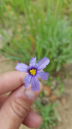 iNaturalist observation photo of western blue-eyed grass