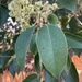photo of Tree Privet (Ligustrum lucidum)