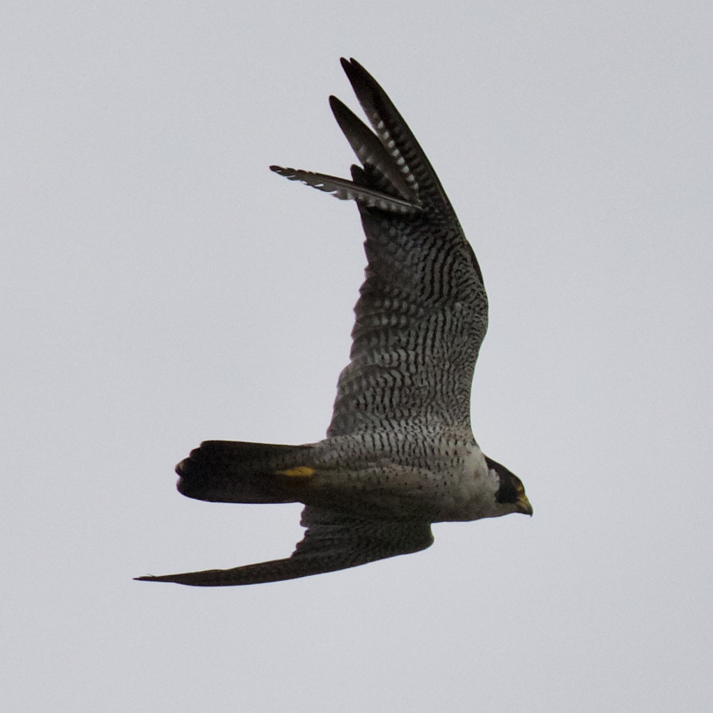 Rand Rudland Peregrine Falcon in August 2021 by Rand Rudland · iNaturalist