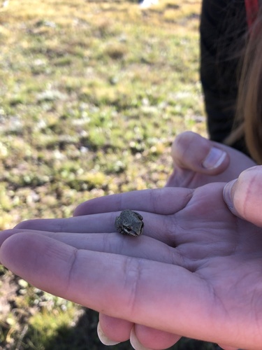 iNaturalist observation photo of Pacific chorus frog