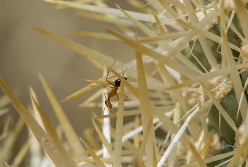 凯朱蜜罐蚁Myrmecocystus kathjuli
