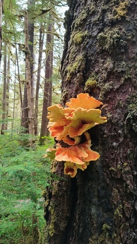 Conifer Chicken of the Woods