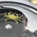 photo of European Green Crab (Carcinus maenas)