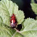 Lebidia bioculata - Photo (c) Taewoo Kim, todos los derechos reservados, subido por Taewoo Kim