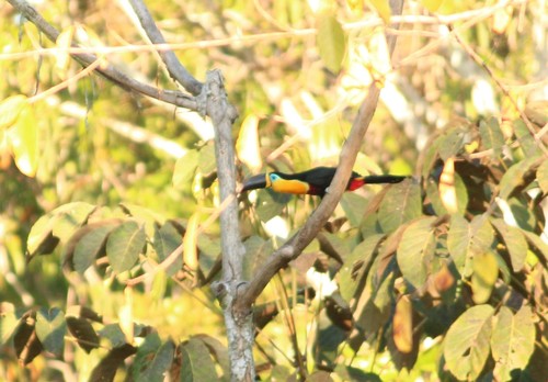 Channel-billed Toucan