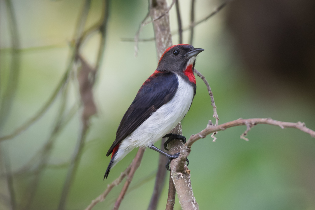 Black-fronted Flowerpecker photo