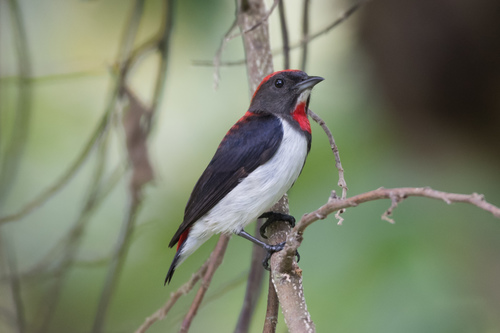 Subspecies Dicaeum igniferum igniferum · iNaturalist