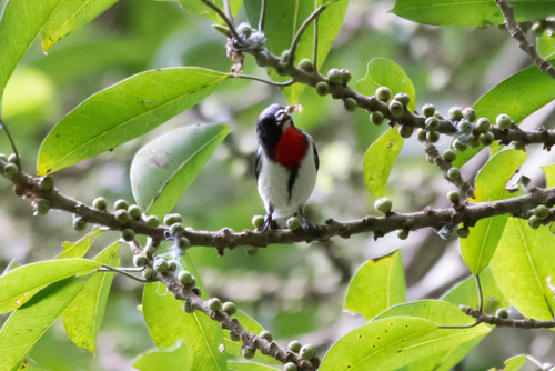 Subspecies Dicaeum maugei neglectum · iNaturalist