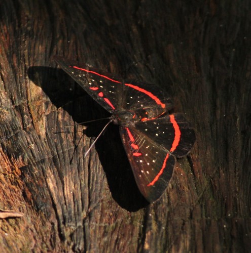 Red-barred Amarynthis