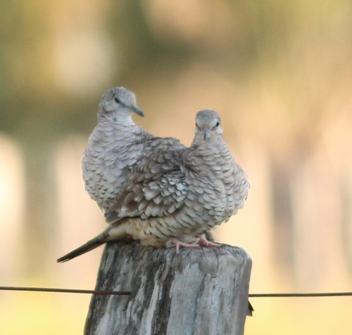 Scaled Dove
