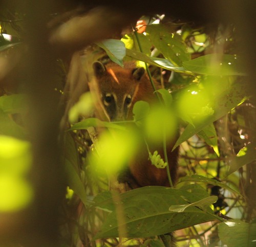 South American Coati
