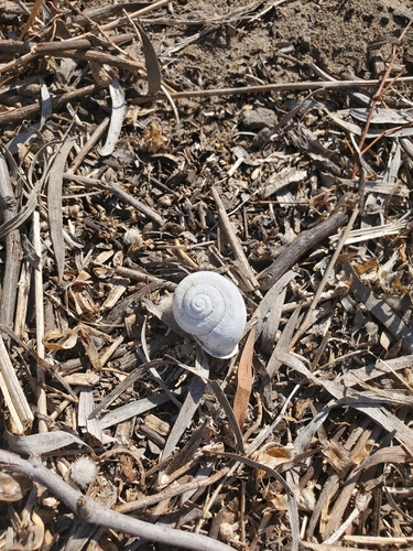 photo of Milk Snail (Otala lactea)