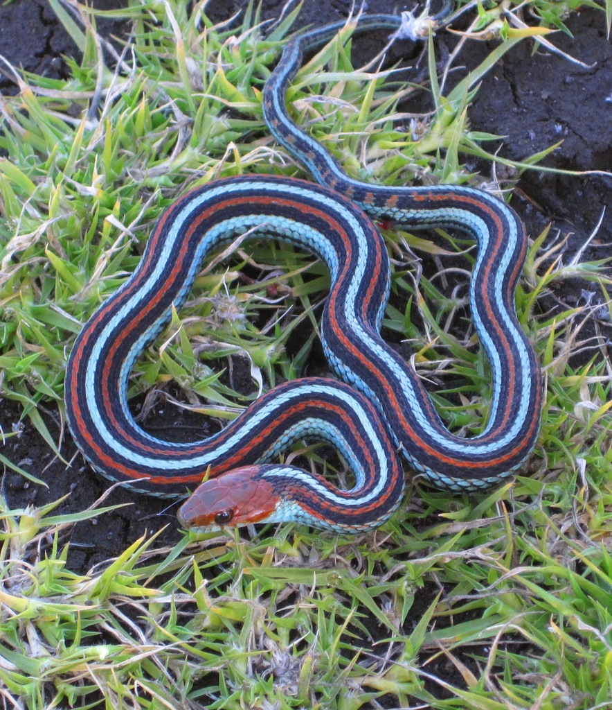 San Francisco garter snake