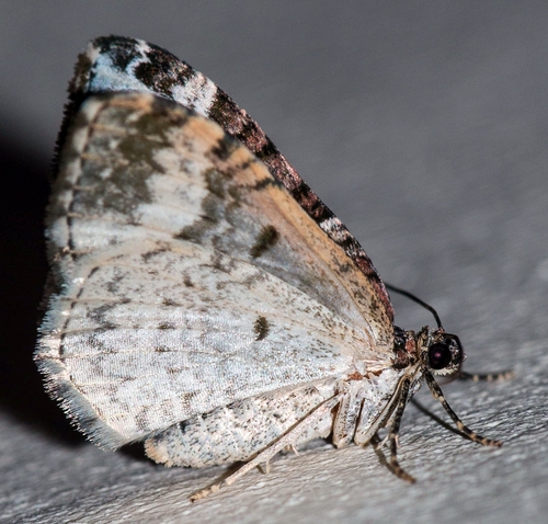 American Sharp-angled Carpet