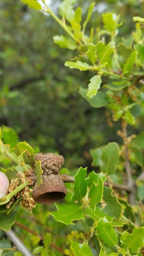 California scrub oak