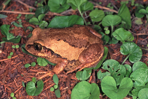 Bocage's Tree Frog