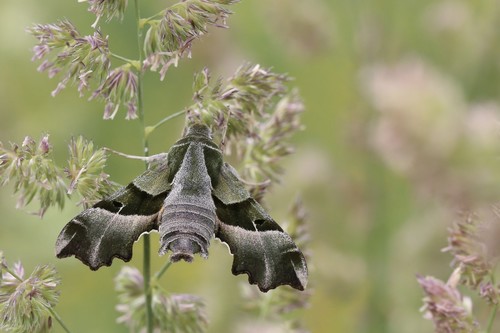 Willowherb Hawkmoth