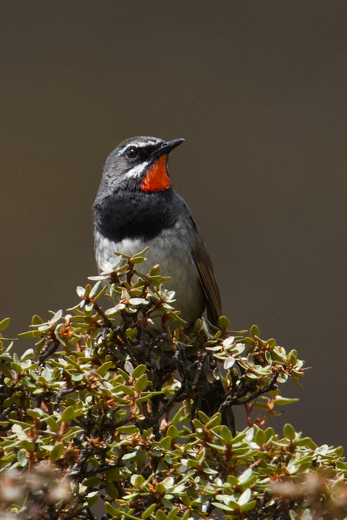 Chinese Rubythroat (Calliope tschebaiewi) photo