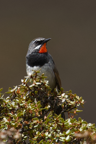 Chinese Rubythroat