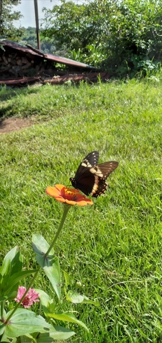 Papilio image