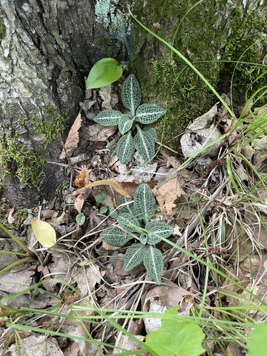 photo of Downy Rattlesnake Plantain (Goodyera pubescens)