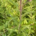photo of Spotted Joe-pye Weed (Eutrochium maculatum)