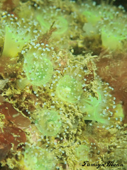 Corynactis viridis image