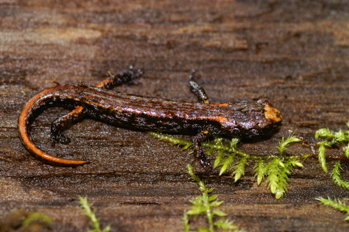 Wandering Salamander