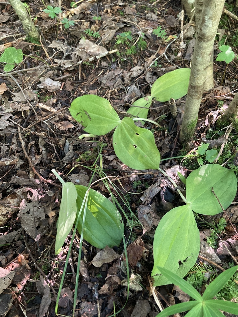 Common Twayblade from Ain, Rhône-Alpes, FR on August 8, 2021 at 05:20 ...