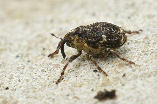Small Nettle Weevil