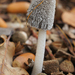Coprinopsis Sect. Lanatulae - Photo (c) Henk Wallays, all rights reserved