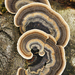 Trametes - Photo (c) Henk Wallays, all rights reserved