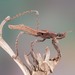 Kodormus bruneosus - Photo (c) c_hutton, todos los derechos reservados, subido por c_hutton