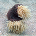 Wandering Sea Anemone - Photo (c) absoluteandy, all rights reserved, uploaded by absoluteandy