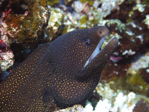 Whitemouth Moray