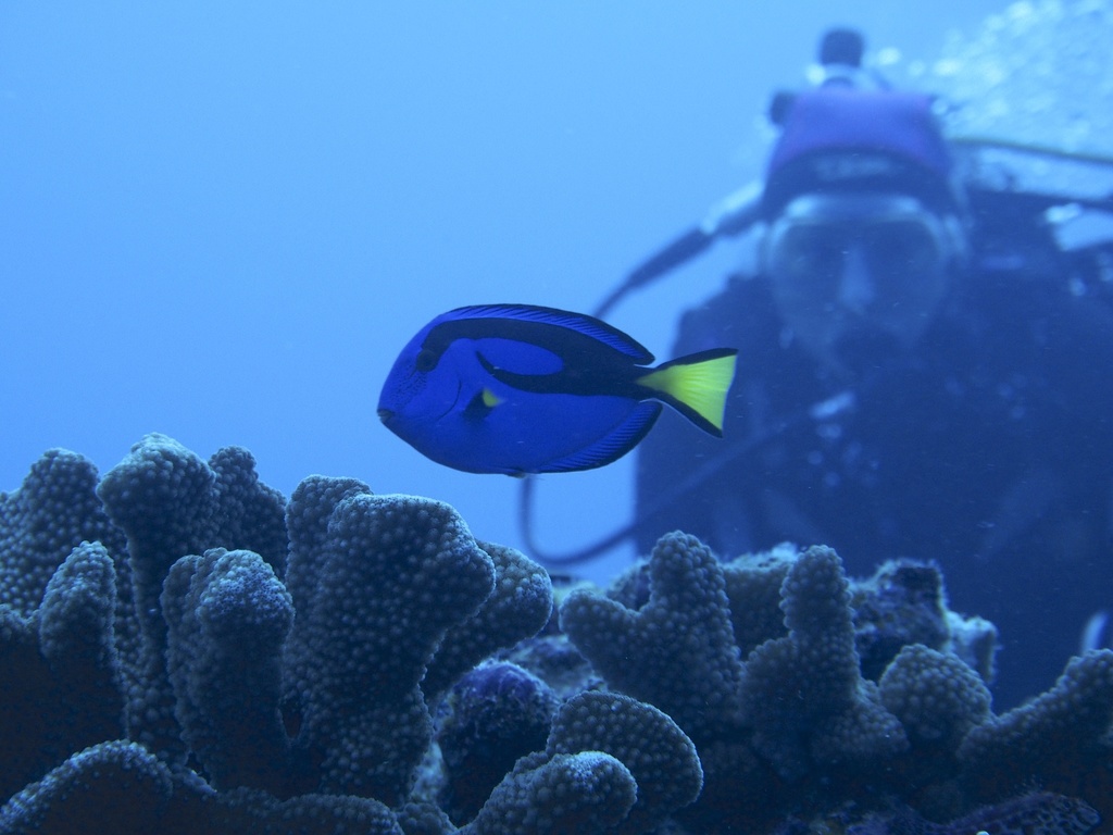Palette Surgeonfish