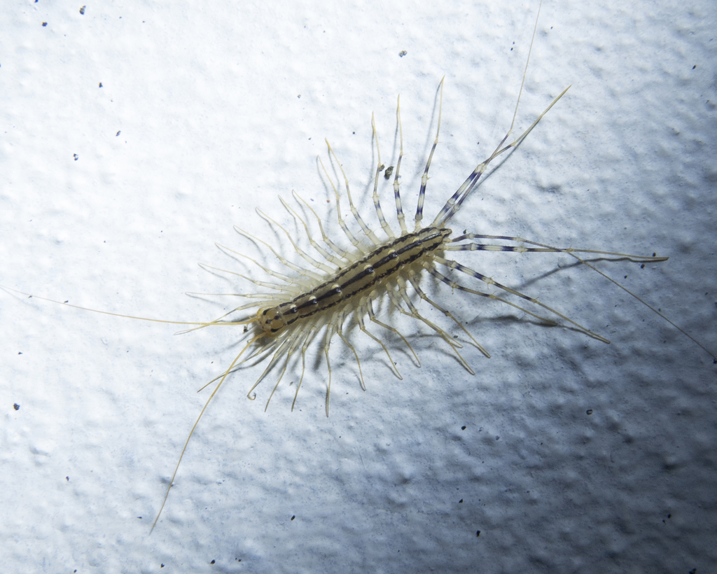 House Centipede from 9950 S.Caetano, Portugal on July 12, 2017 at 12:55 ...