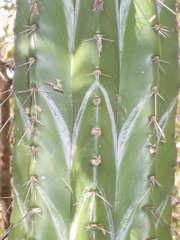 Stenocereus aragonii image