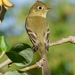 San Lucas Flycatcher - Photo (c) Bill Levine, all rights reserved