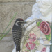 photo of Nuttall's Woodpecker (Dryobates nuttallii)