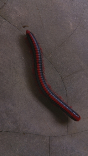 Red Spined Millipede