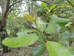 Magnolia polyhypsophylla image