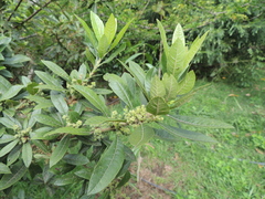 Morella pubescens image