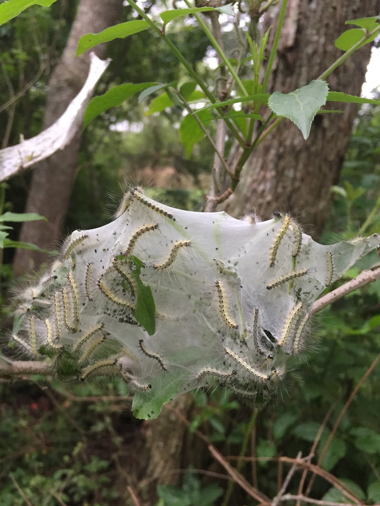 Fall Webworm Moth from St Bernard State Park, Saint Bernard, LA, US on ...